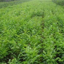 2020綠化苗木價(jià)格 報(bào)價(jià) 綠化苗木批發(fā) 黃頁(yè)88園林網(wǎng)