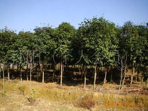 湖南宏盛苗木大量供應(yīng)6 8公分八月桂花樹(shù)歡迎各界人士前來(lái)觀苗指導(dǎo)價(jià) 湖南宏盛苗木大量供應(yīng)6 8公分八月桂花樹(shù)歡迎各界人士前來(lái)觀苗廠商 湖南宏盛苗木大量供應(yīng)6