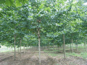 全冠速生法桐 法桐 10公分法桐價(jià)格 12公分速生法桐 15公分法桐基地 山東 ...
