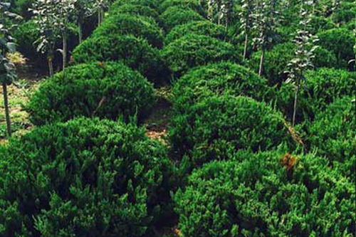 肥城松樹(shù)苗木,金銀木供應(yīng)商