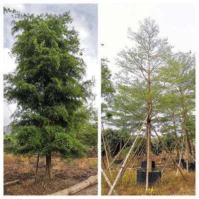 苗倉會(huì)員風(fēng)采|粵創(chuàng):成功打通定制苗木之路