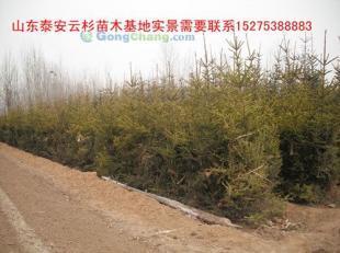 供應(yīng)云杉|云杉樹苗|云杉苗木|紅皮云杉|供應(yīng)云杉|山東云杉_紡織、皮革_世界工廠網(wǎng)中國產(chǎn)品信息庫