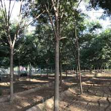 2019綠化苗木價格 報價 綠化苗木批發(fā) 第4頁 園林網(wǎng)