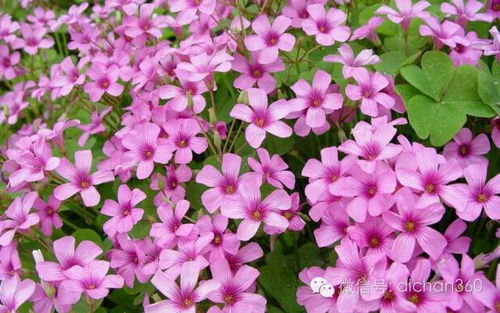 綠城集團(tuán)園林軟景苗木圖譜 全套