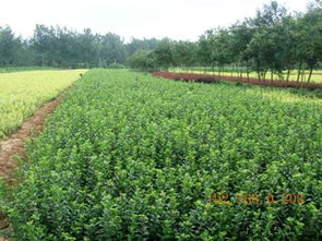 芝櫻批發商 供應山東有品質的苗木,芝櫻批發商 供應山東有品質的苗木生產廠家,芝櫻批發商 供應山東有品質的苗木價格