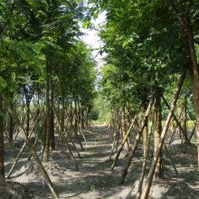 2021綠化苗木價(jià)格 報(bào)價(jià) 綠化苗木批發(fā) 第30頁(yè) 園林網(wǎng)