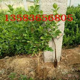 青州市浩嘉花卉苗木園藝場(chǎng) 熱賣(mài)促銷(xiāo) 阿土伯網(wǎng)