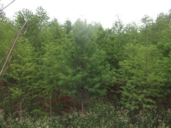 「落羽杉」最新落羽杉_價(jià)格_圖片_產(chǎn)地報(bào)價(jià)表-江蘇沭陽(yáng)長(zhǎng)景園林苗木場(chǎng)