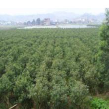 批發(fā)桂花苗價格 批發(fā)桂花苗批發(fā) 批發(fā)桂花苗廠家 