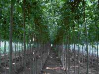 12公分法桐價格、法國梧桐、法桐樹價格[供應(yīng)]_綠化苗木_世界工廠網(wǎng)中國產(chǎn)品信息庫