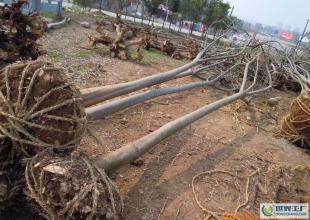 大量低價供應(yīng)綠化苗木野生欒樹全冠_農(nóng)副產(chǎn)品_世界工廠網(wǎng)中國產(chǎn)品信息庫