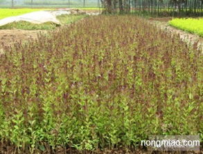 批發(fā)紅葉女貞,紅葉女貞苗,紅葉女貞球,紅頭女貞 竹類圖片及價格 沭陽縣好景園林綠化苗木場