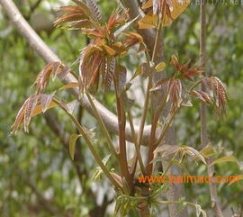 泰安香椿苗 大鵬紅油香椿苗基地 紅香椿,泰安香椿苗 大鵬紅油香椿苗基地 紅香椿生產(chǎn)廠家,泰安香椿苗 大鵬紅油香椿苗基地 紅香椿價格