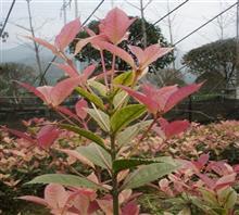 【南京新產品五彩桂花苗、鴻林苗木(圖)、五彩桂花圖片】價格,廠家,圖片,工程承包,常州鴻林苗木專業合作社chun銷售部-中國行業信息網