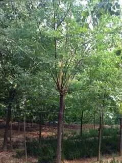 成都13公分垂絲海棠價格2016最新報價