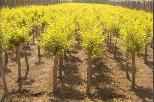 河北金葉榆苗子 河北金葉榆生產(chǎn)基地 金葉榆批發(fā) 金葉榆價(jià)格