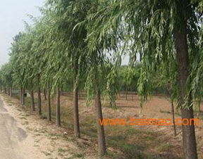 綠景供應(yīng)河北苗木,綠景供應(yīng)河北苗木生產(chǎn)廠家,綠景供應(yīng)河北苗木價(jià)格