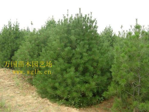 側(cè)柏苗木圖片,側(cè)柏苗木高清圖片 沭陽縣萬國(guó)綠化苗木園藝場(chǎng),