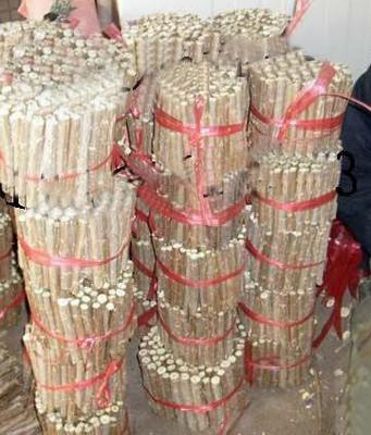 農戶直供 全紅楊扦插段、楊樹扦插段【圖】