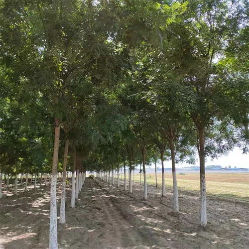 開縣國(guó)槐20公分價(jià)格提供種植技術(shù)