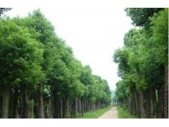 浙江香樟價(jià)格|喬灌木|綠化苗木|供應(yīng)信息|597苗木網(wǎng)