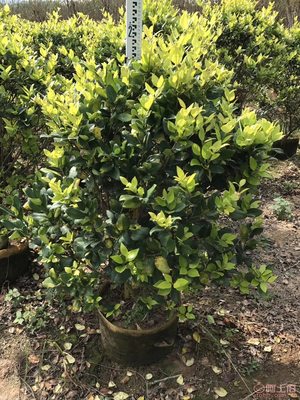 【興輝園藝場直銷金森女貞袋苗、園林綠化、農戶種植】綠化苗木,價格,廠家,供應商,花木,龍海市東泗興輝園藝場 - 產品庫