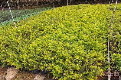 【黃金葉種植基地、基地直銷、質優價廉】綠化苗木,價格,廠家,供應商,花木,龍海市東泗興輝園藝場 - 產品庫