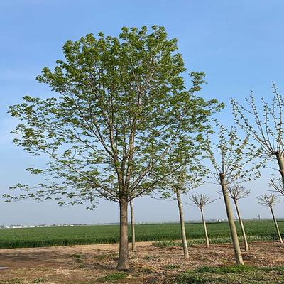 白蠟樹苗 行道綠化苗木 批發白蠟樹 白蠟