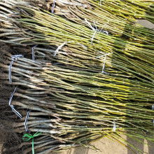 核桃價格 核桃公司 圖片 視頻