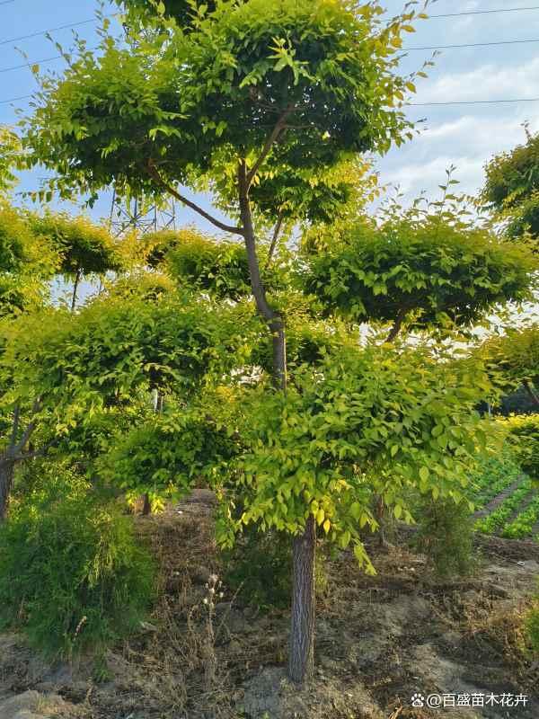 河北移栽造型金葉榆苗木,打造特色景觀,獲取專業(yè)報價