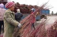 低價直銷 紅瑞木 丁香 各種規格 量大從優[供應]_綠化苗木_世界工廠網中國產品信息庫