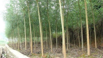 德州行道樹-齊強苗木-大型造樹林