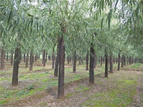 涉縣11公分旱柳樹苗13公分旱柳價格是多少 在線咨詢