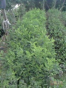 廠家直供七里香苗木盆栽花卉：九里香木香花苗，優質園林綠化工程苗木