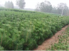 花卉苗木供應 黑松、側柏、油松種植指南與市場前景