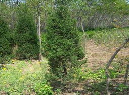 潢川縣宏達(dá)苗圃廠 河南檜與花卉種植的精品展臺(tái)