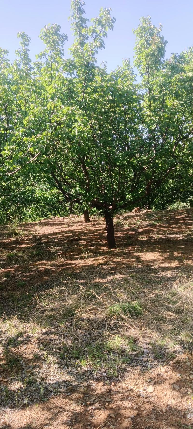 全網(wǎng)尋覓苗木有緣人，優(yōu)質(zhì)山杏樹(shù)大量現(xiàn)貨，規(guī)格齊全，共繪花卉種植新藍(lán)圖