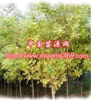 陜西金枝國槐苗木供應、采購與行情解析