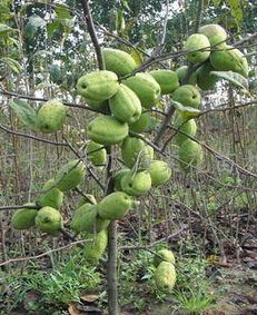 河東區天繪苗木花卉繁育場 專業供應精品盆景與優質果樹種苗